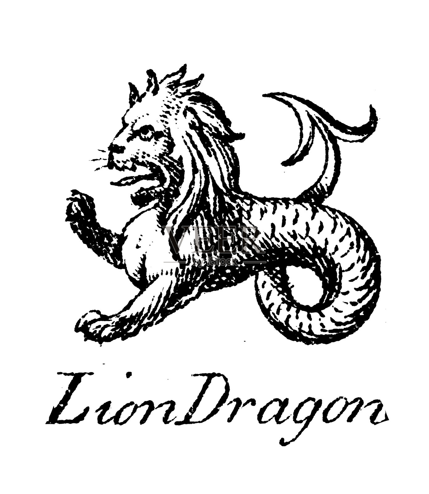 纹章学，纹章元素与家族：狮子与龙插画图片素材