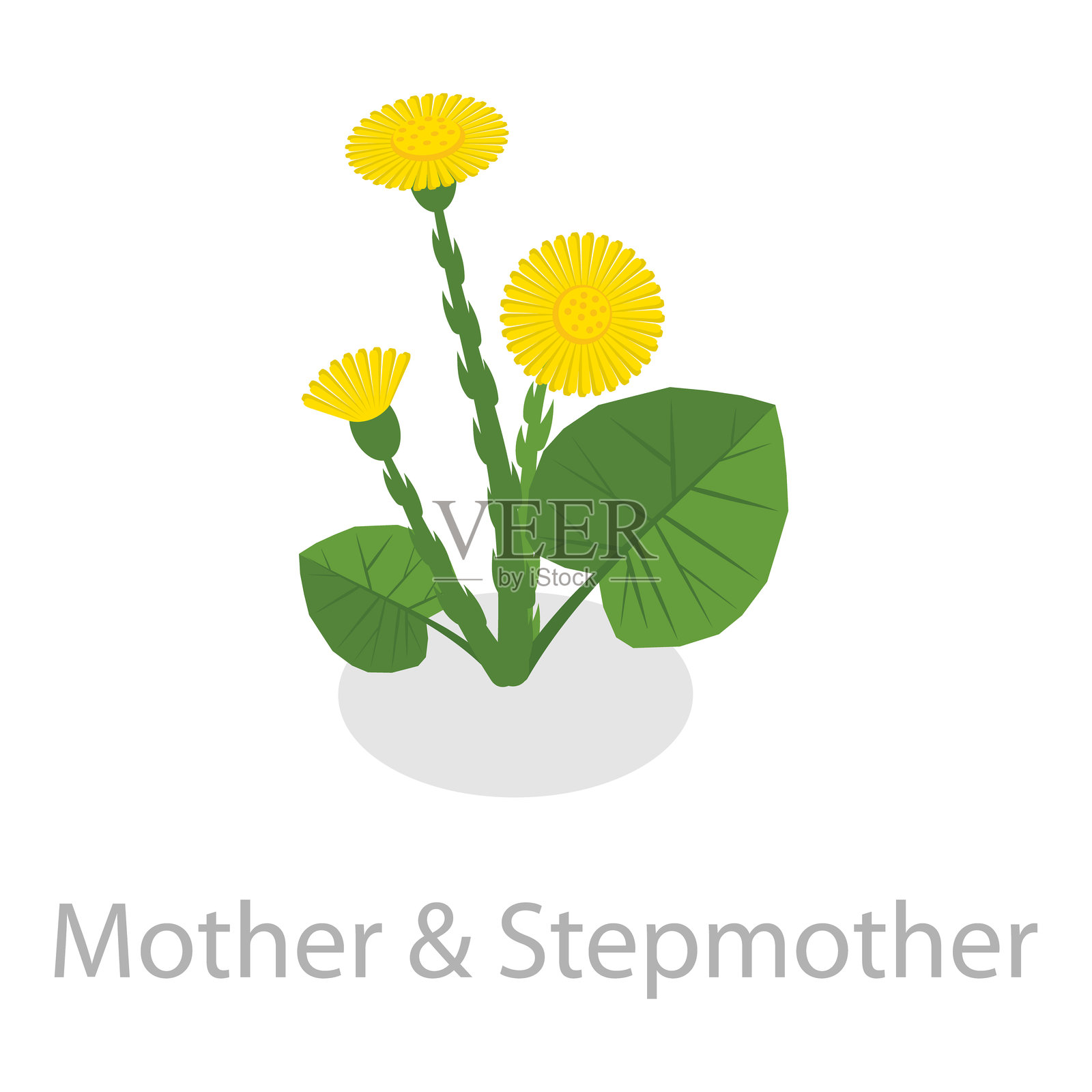 3D等距平面矢量疗愈草药套装。物品8插画图片素材