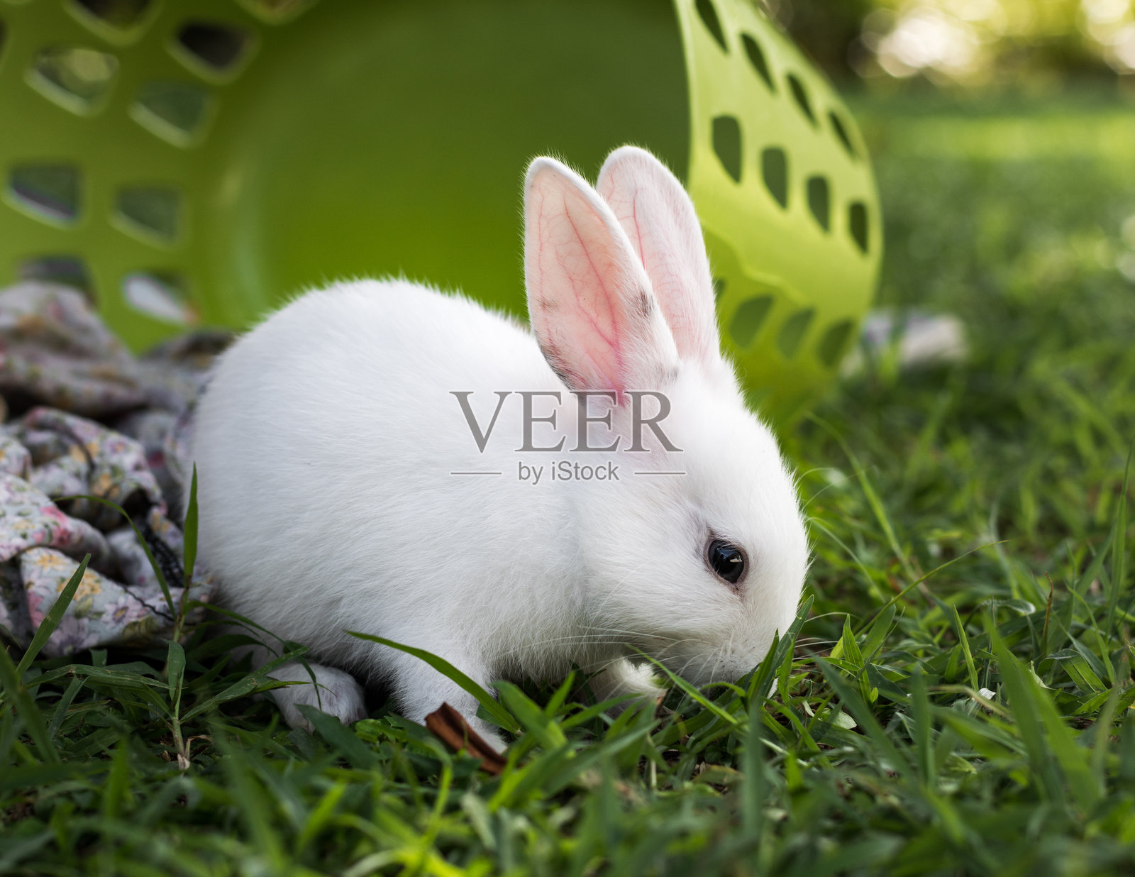 田野上白色动物的特写照片摄影图片