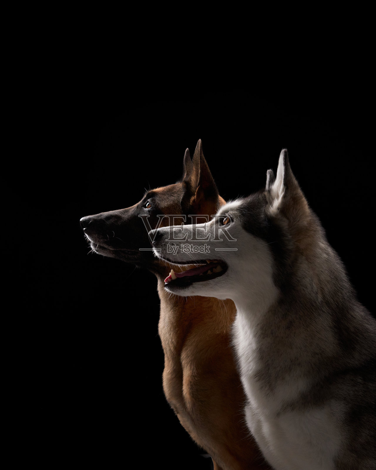 马里努阿犬和哈士奇在黑色背景下室内表现出专注的表情照片摄影图片