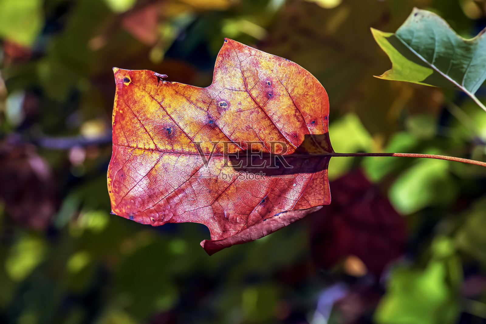 欧洲植物园中秋季的黄叶木兰树（Liriodendron tulipifera）。照片摄影图片