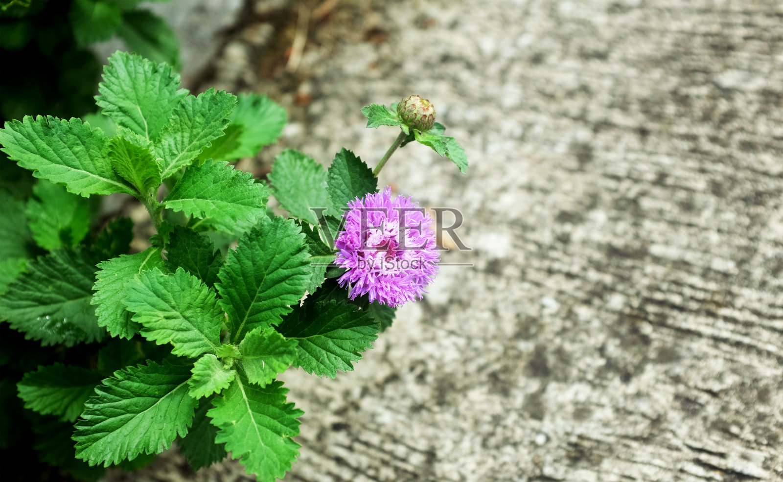 紫色开花植物的特写镜头照片摄影图片