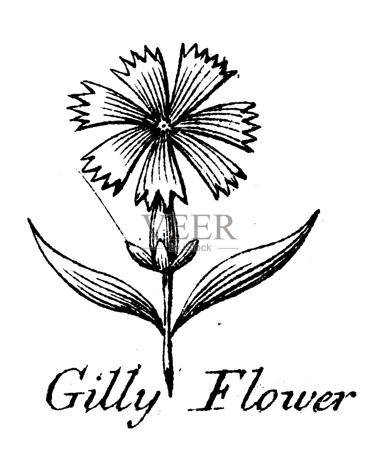 纹章学，纹章元素和家族：香石竹插画图片素材