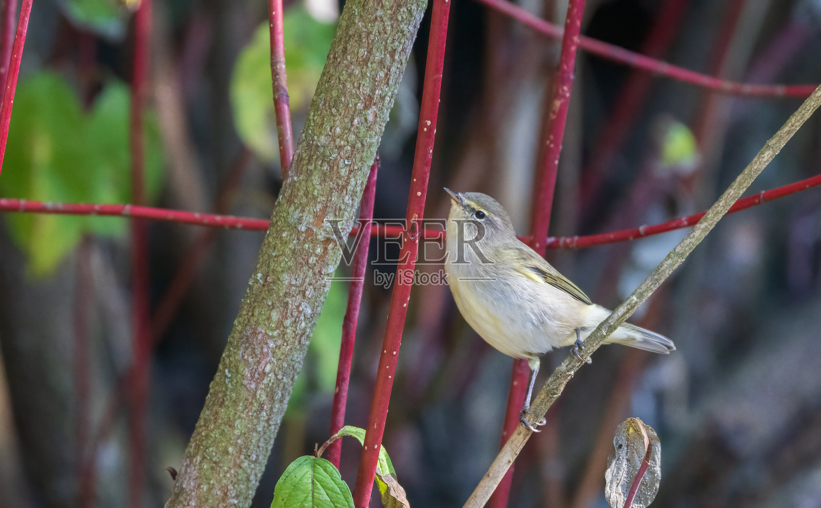 常见的柳莺（Phylloscopus collybita）在树枝间照片摄影图片