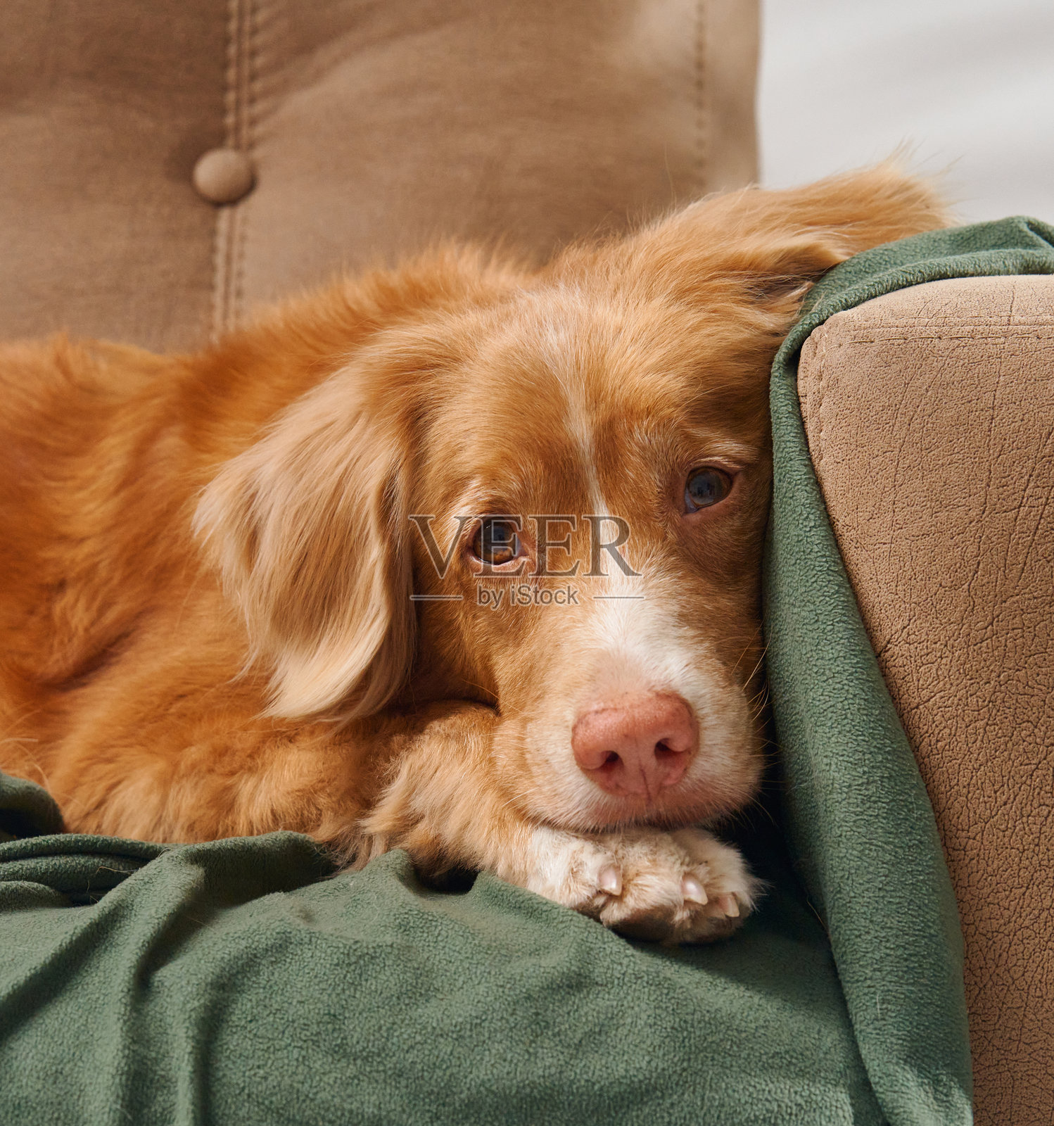 诺瓦斯科舍鸭猎犬特写，头部放在室内的毛毯上照片摄影图片