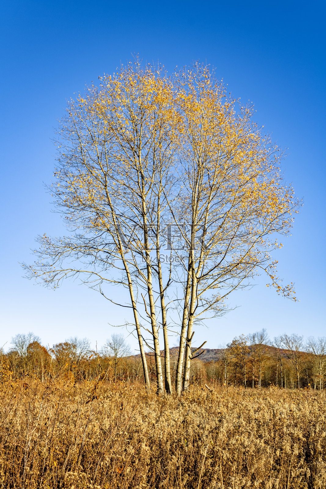 阿勒格尼州立公园中的一棵树照片摄影图片