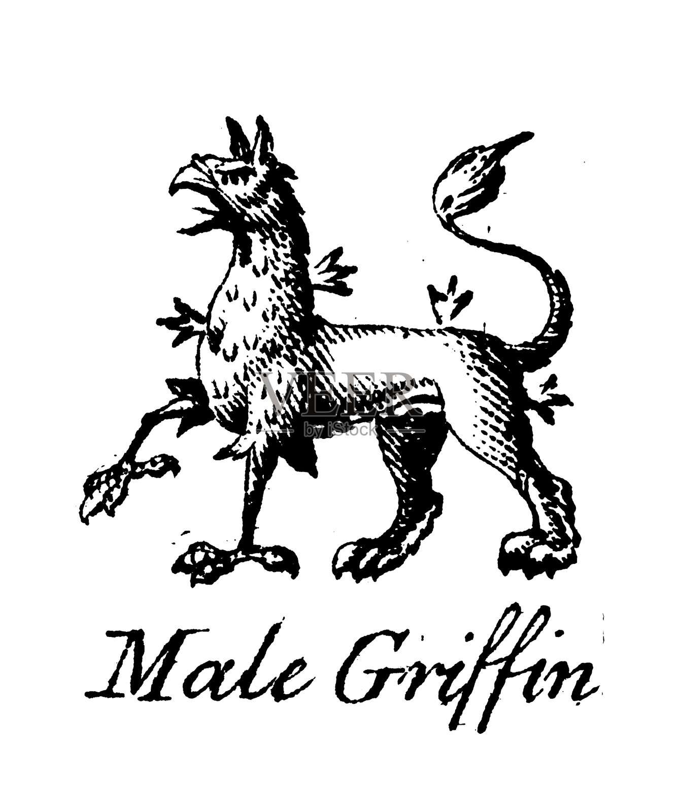 纹章学，纹章元素与家族：雄性狮鹫插画图片素材