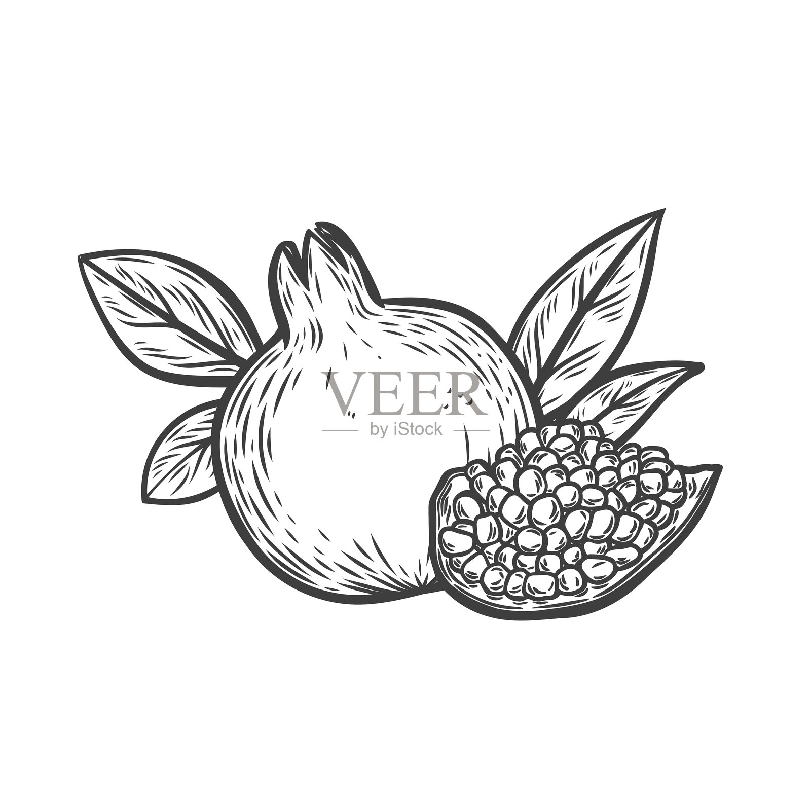 石榴果实的线条画风格插画图片素材