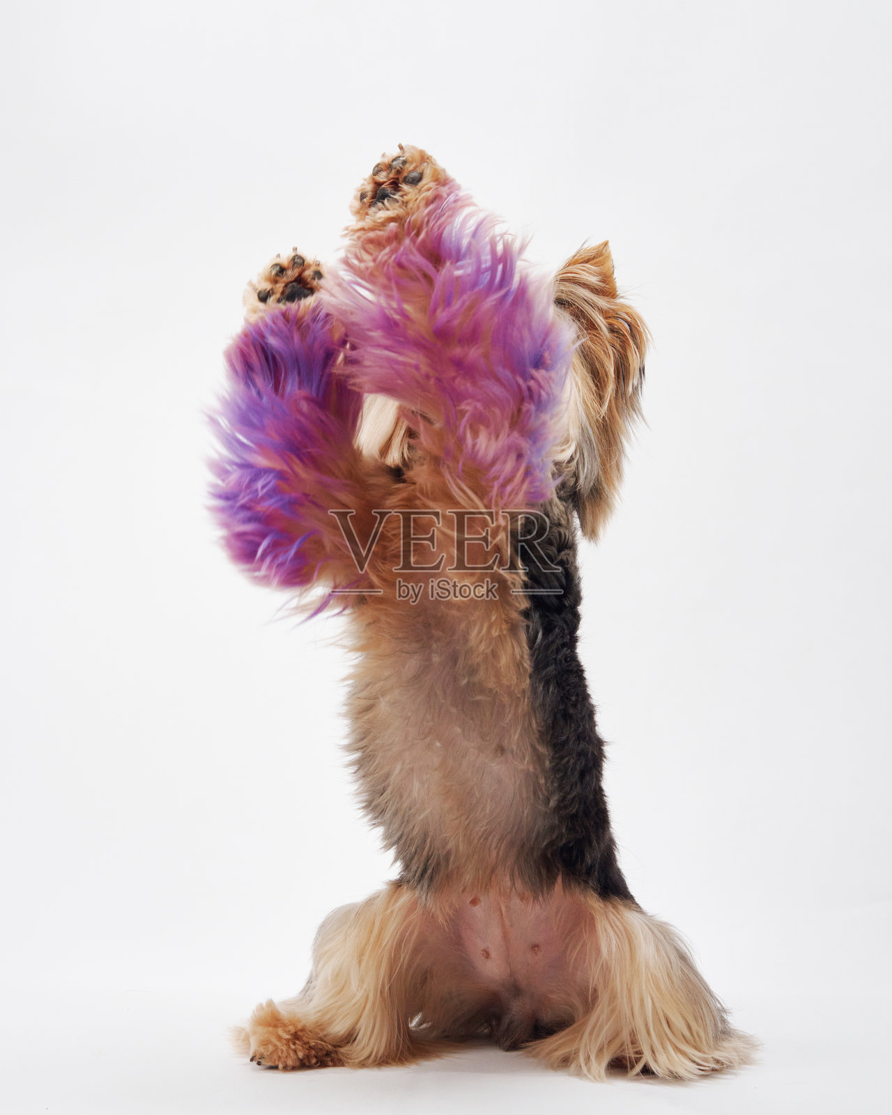 在白色背景下坐着的约克夏犬，室内染色毛发照片摄影图片
