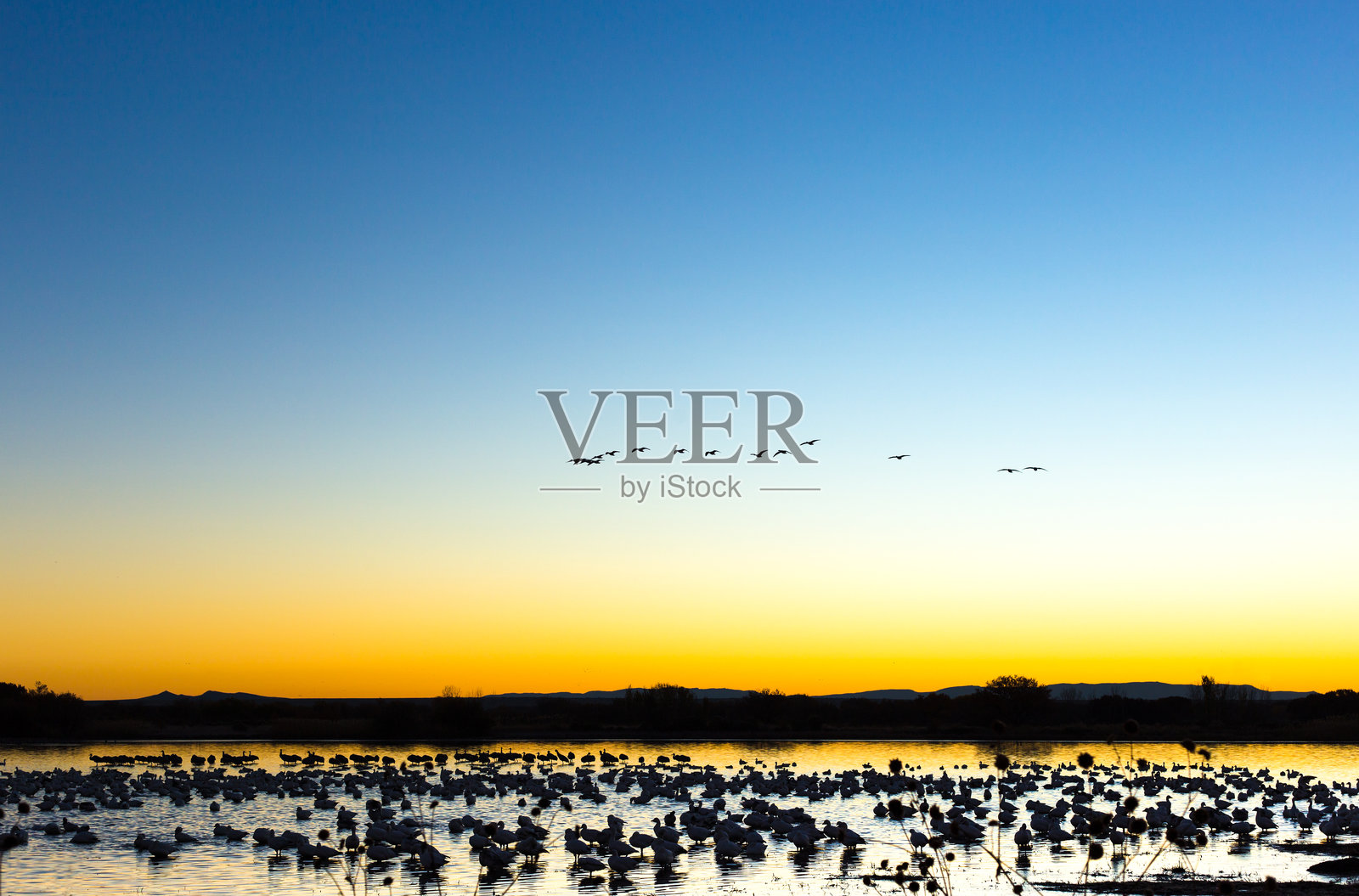 阿帕奇国家野生动物保护区：雪鹅和鹤在池塘上照片摄影图片