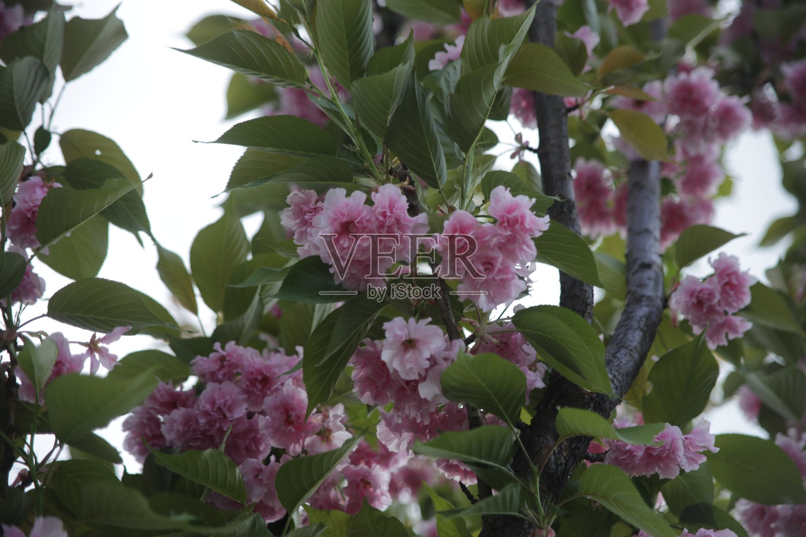 美丽的河津樱花与富士山照片摄影图片