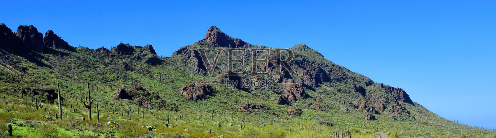 雨后索诺拉沙漠亚利桑那州皮卡乔峰州立公园照片摄影图片