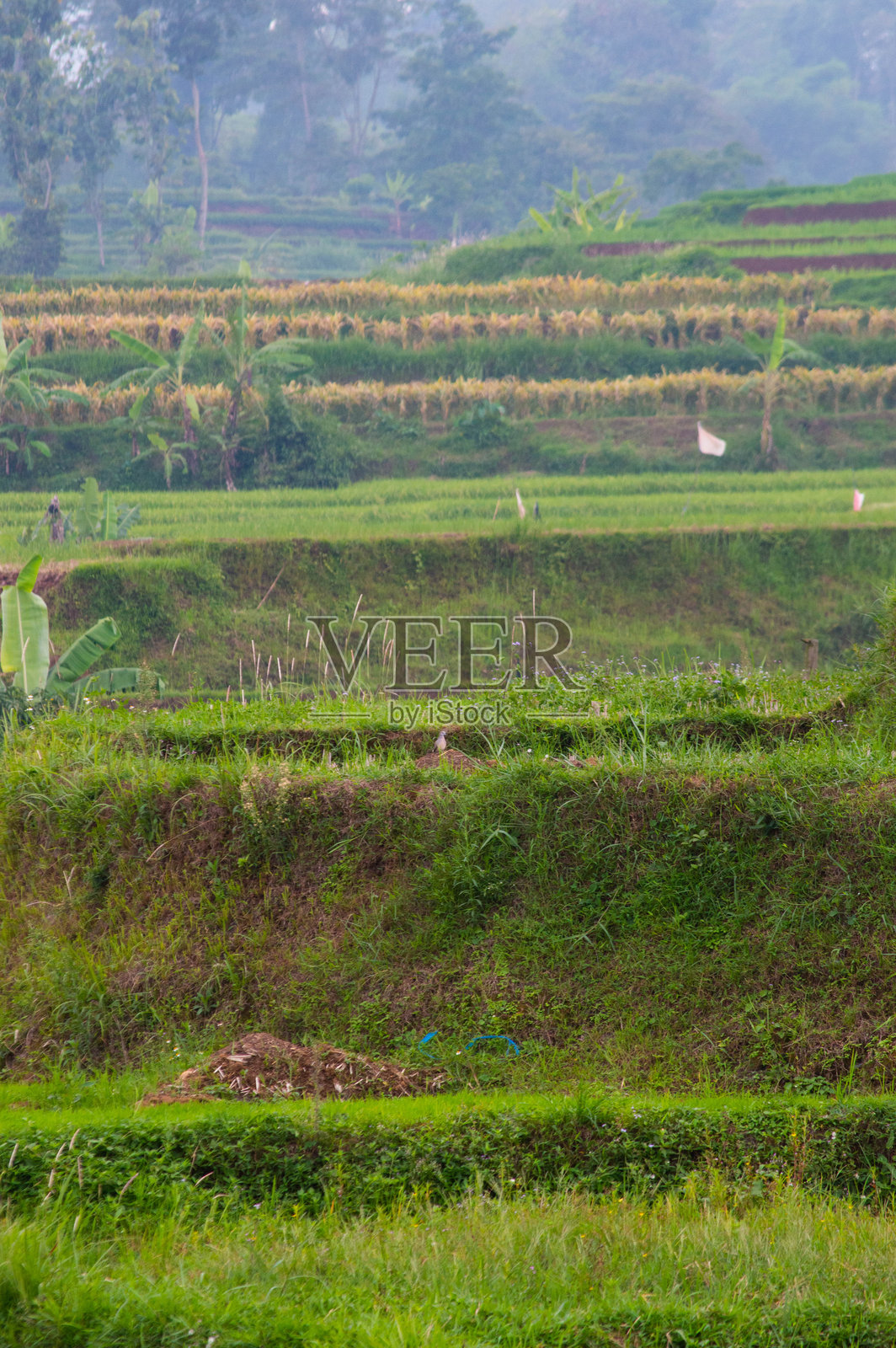 特拉瓦斯山丘上的梯田风景照片摄影图片