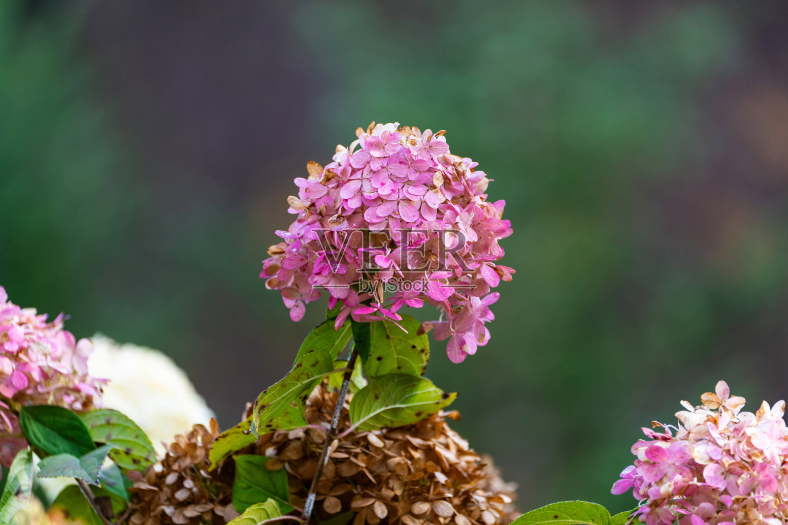 粉色绣球花照片摄影图片