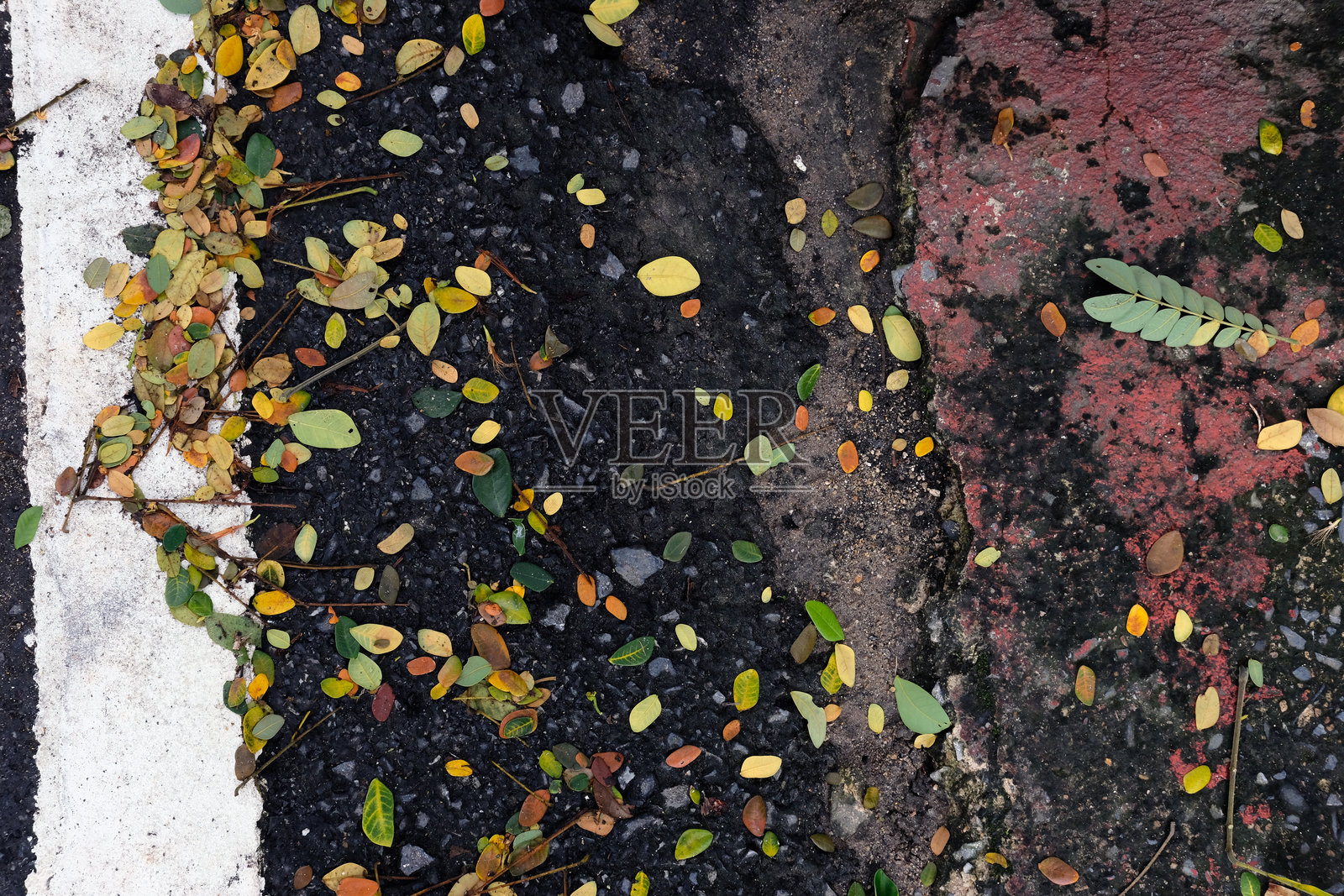 叶子的纹理照片摄影图片