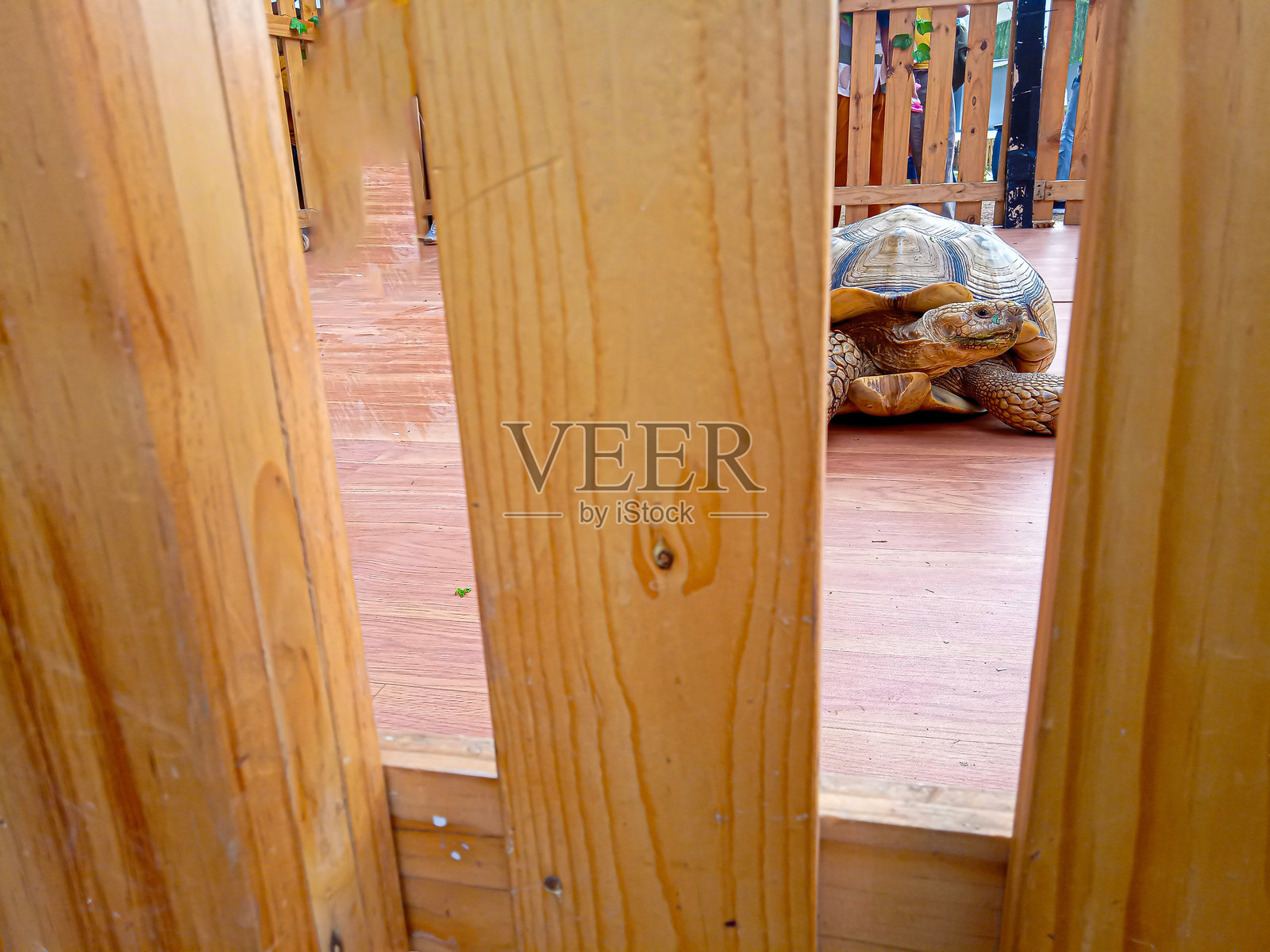 木板后面的海龟照片照片摄影图片