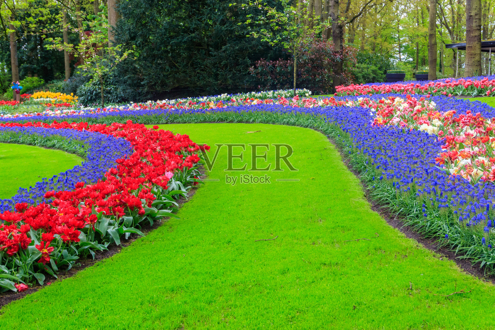 荷兰利瑟的库肯霍夫郁金香花园的美丽景色。库肯霍夫是世界上最美丽的春季花园。荷兰利瑟的美丽观赏花园景观。照片摄影图片