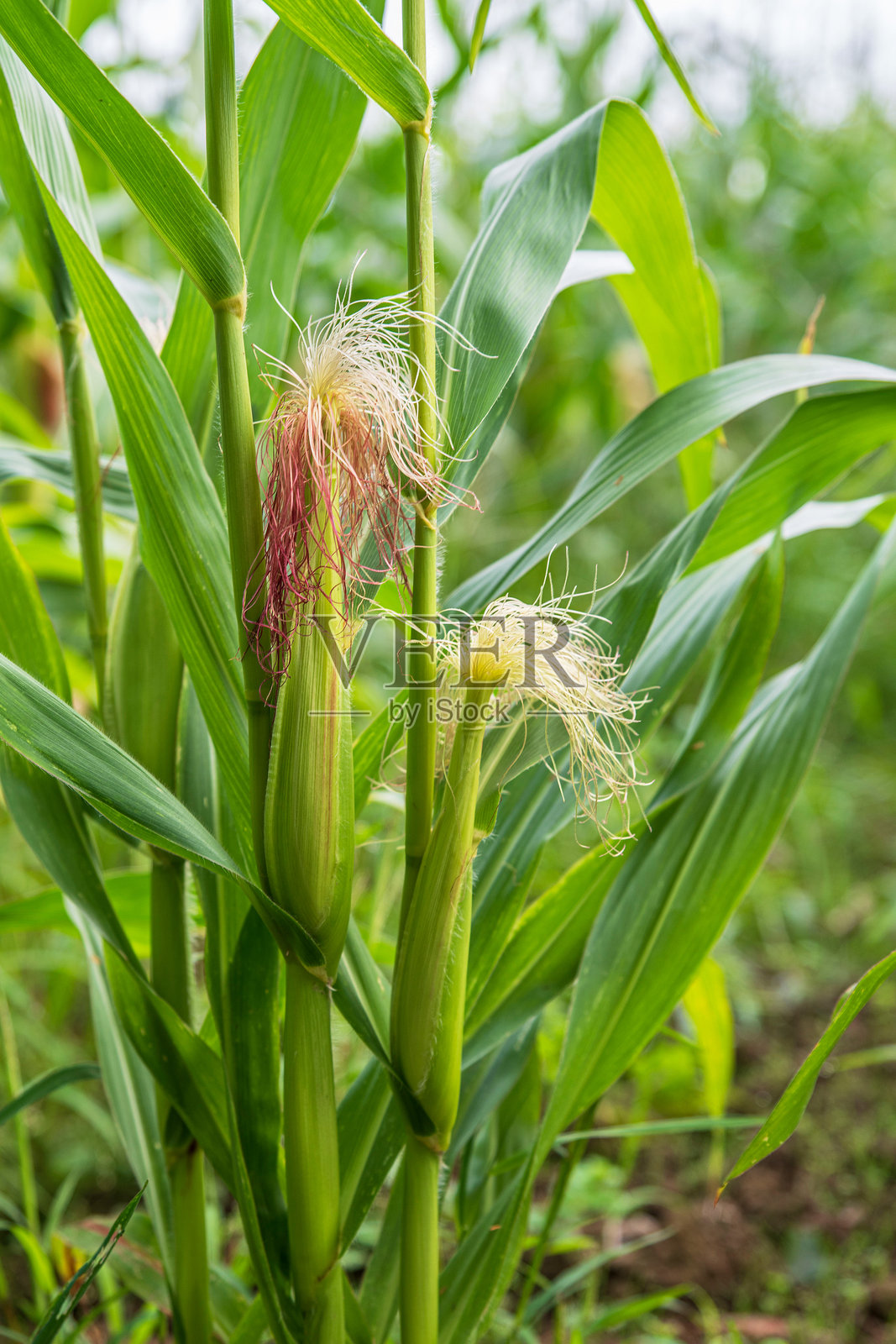 玉米在田野中生长照片摄影图片