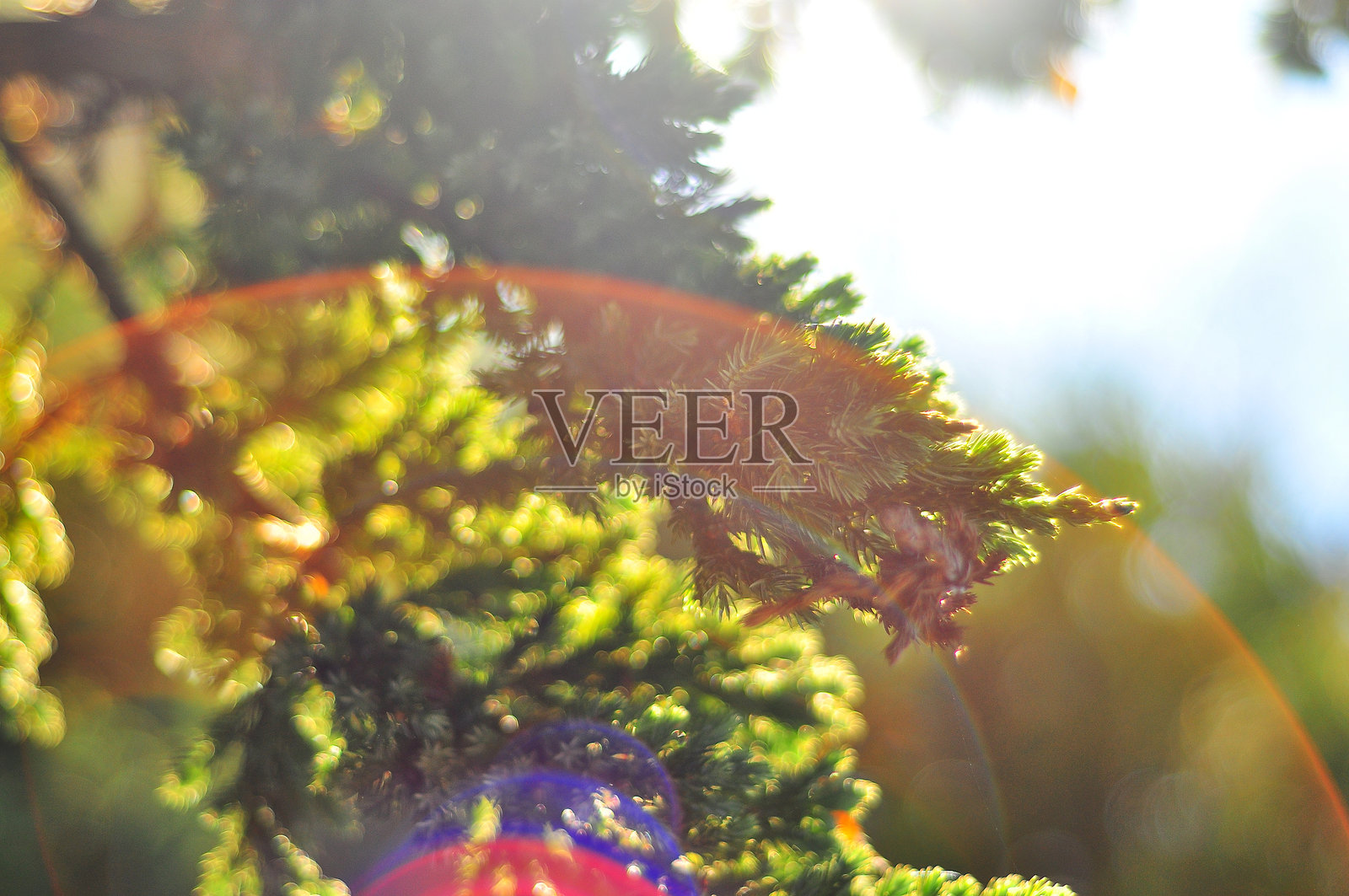 黄昏阳光下的杜松照片摄影图片