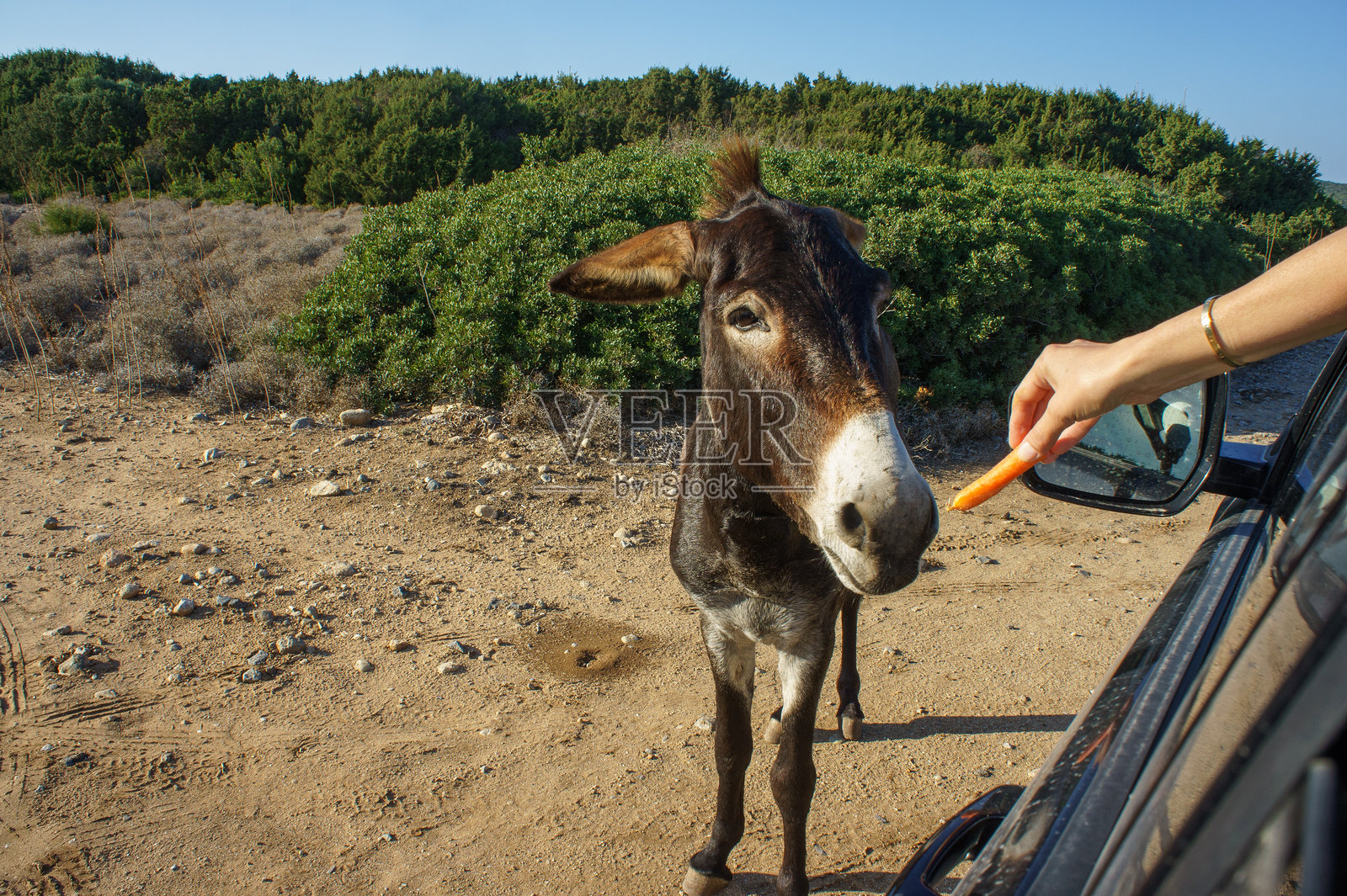 一只好奇的驴子在阳光明媚的自然环境中，站在一辆车旁享受美味的零食。照片摄影图片