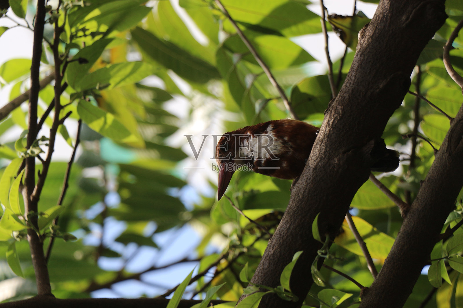 翠鸟照片摄影图片