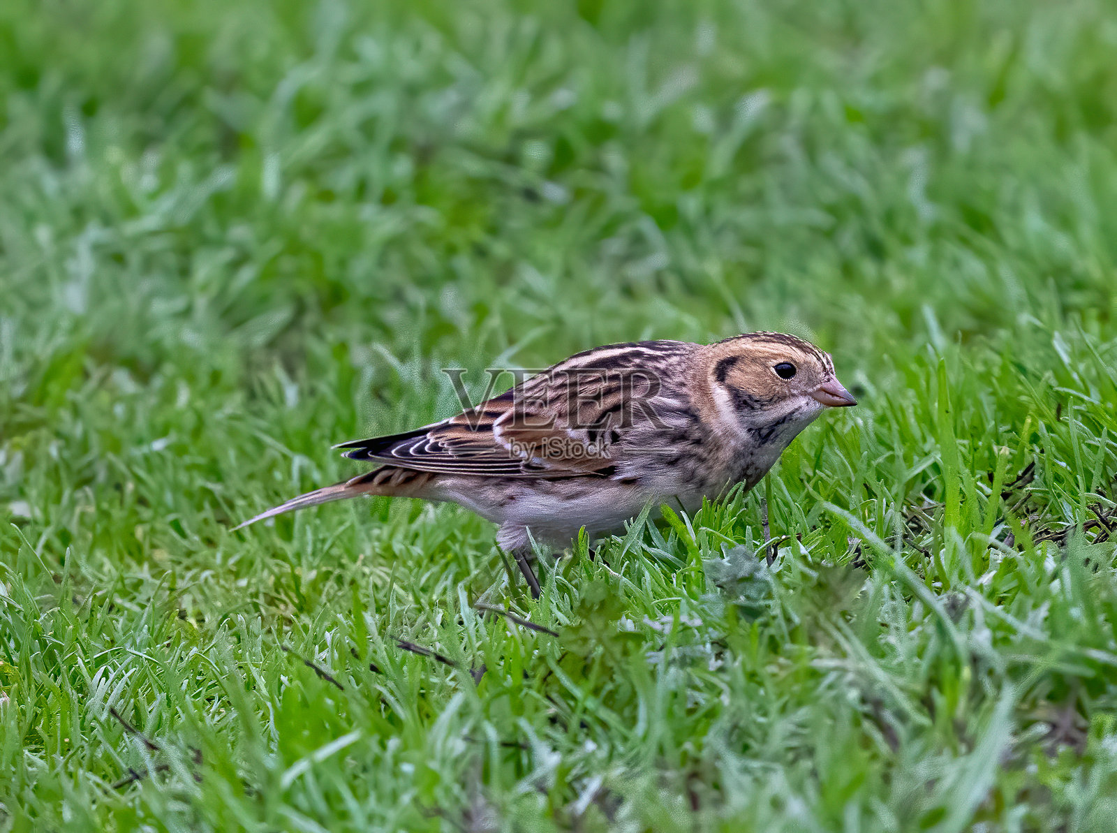 拉普兰雪雀照片摄影图片
