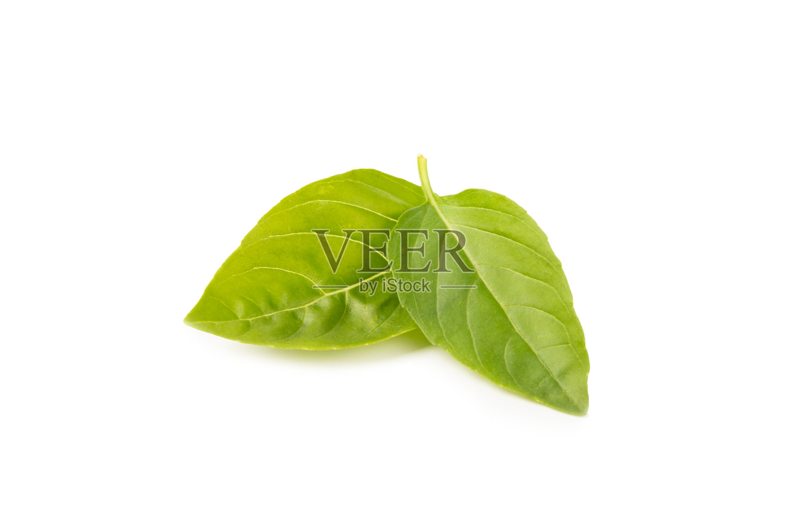 新鲜有机罗勒叶孤立在白色背景上。香料。素食。照片摄影图片