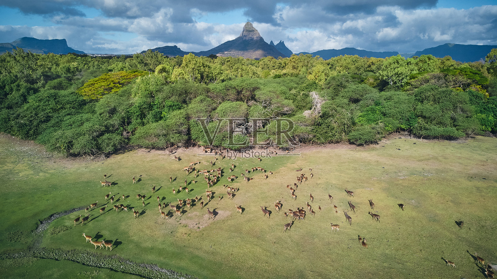 毛里求斯岛非洲野生自然中的鹿群照片摄影图片