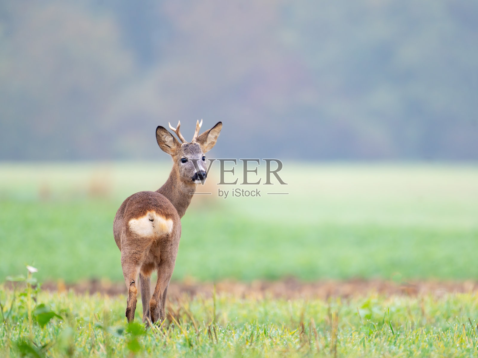 草地上的警觉雄鹿照片摄影图片