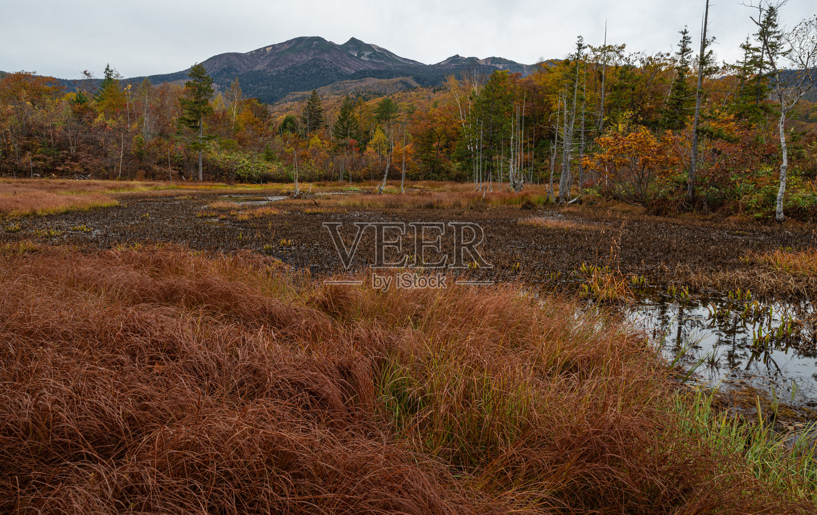 秋天的树叶与乘鞍山，乘鞍高原照片摄影图片