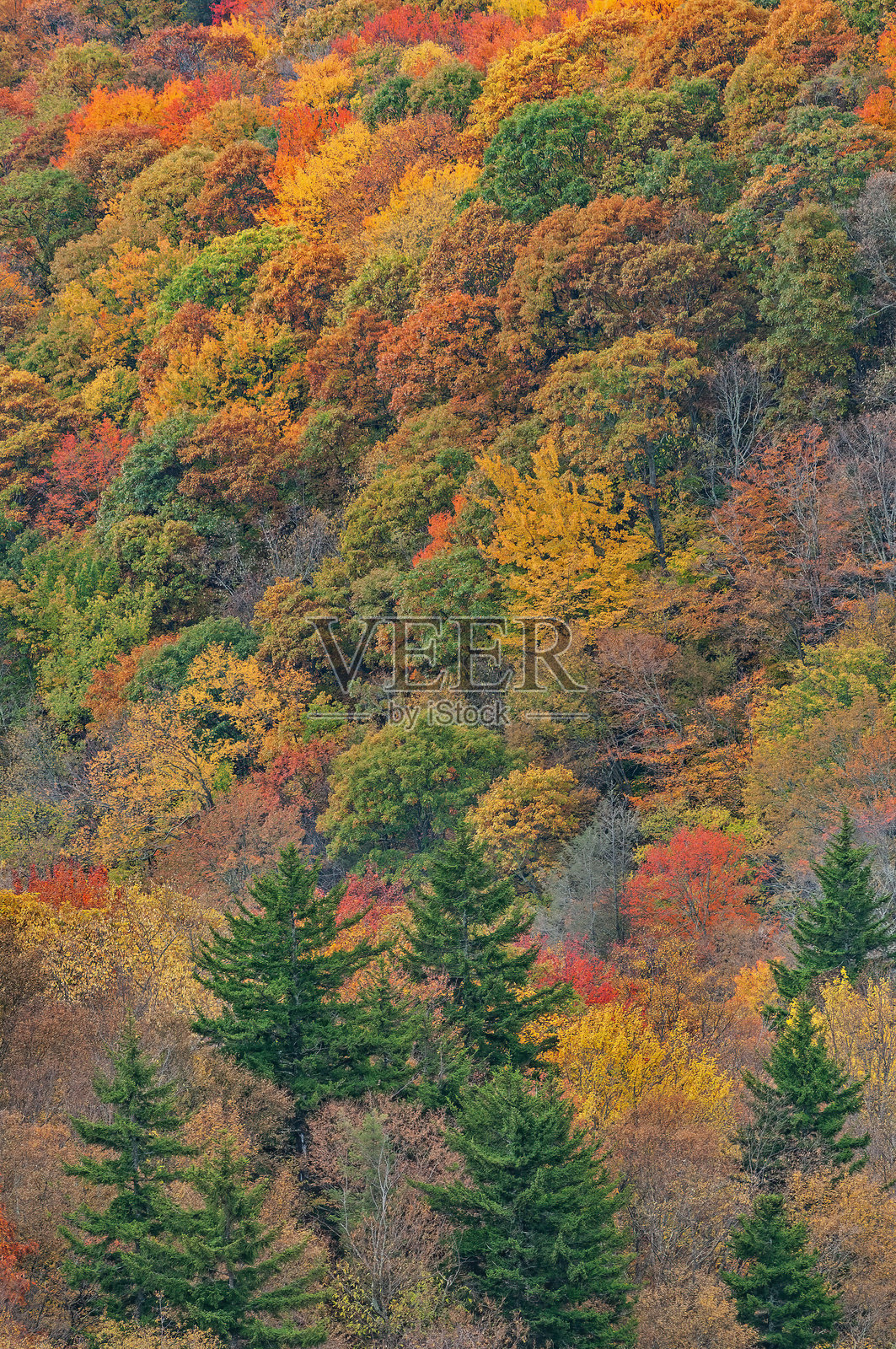 蓝岭公园大道的秋季森林照片摄影图片