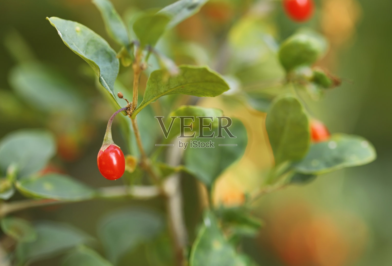 红枸杞果实挂在枝头照片摄影图片