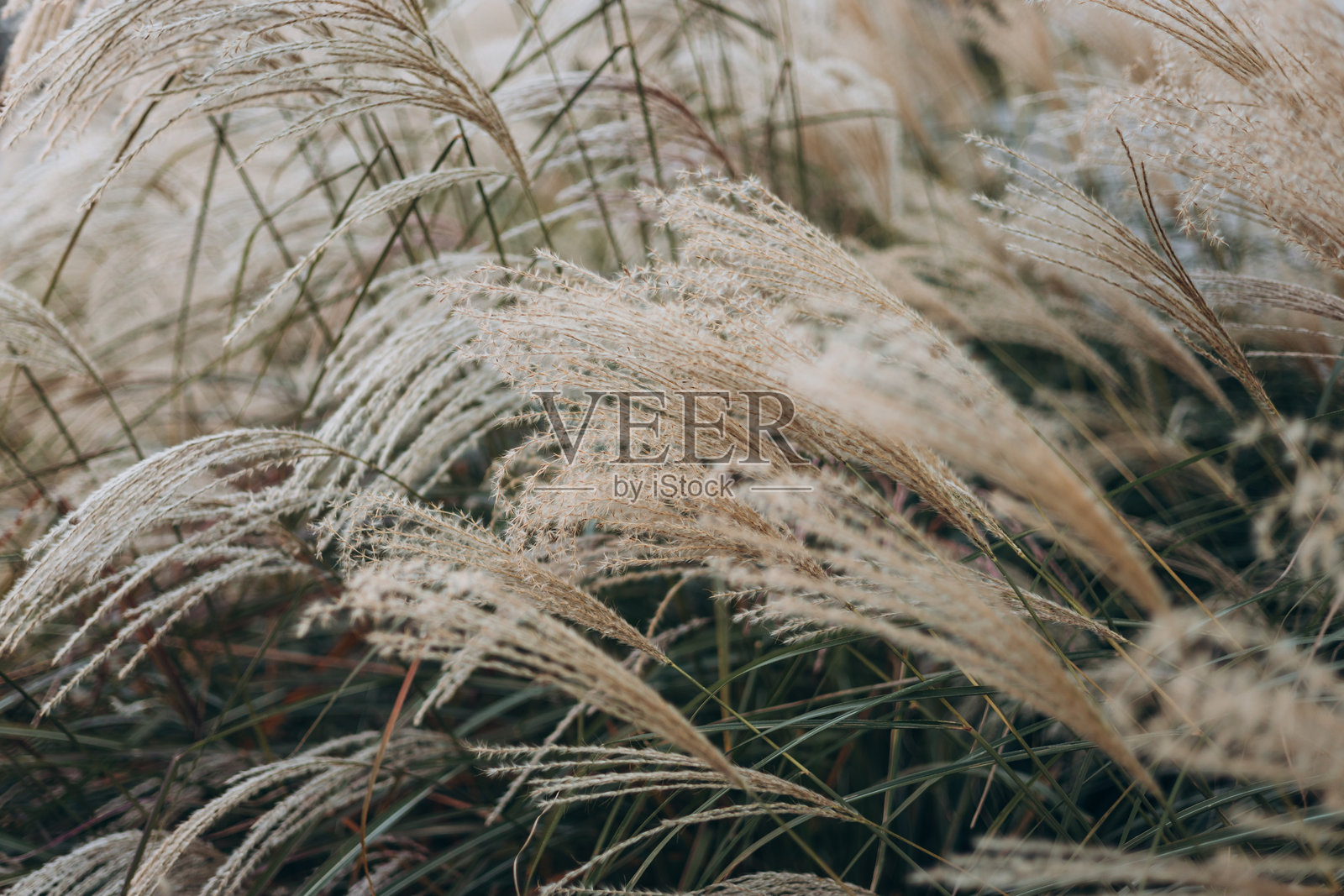 模糊的波凯背景下的柔软植物抽象自然背景，塞洛纳草（Cortaderia selloana）。干燥的芦苇波西米亚风格。秋季高草的蓬松茎秆，柔和的焦点。照片摄影图片