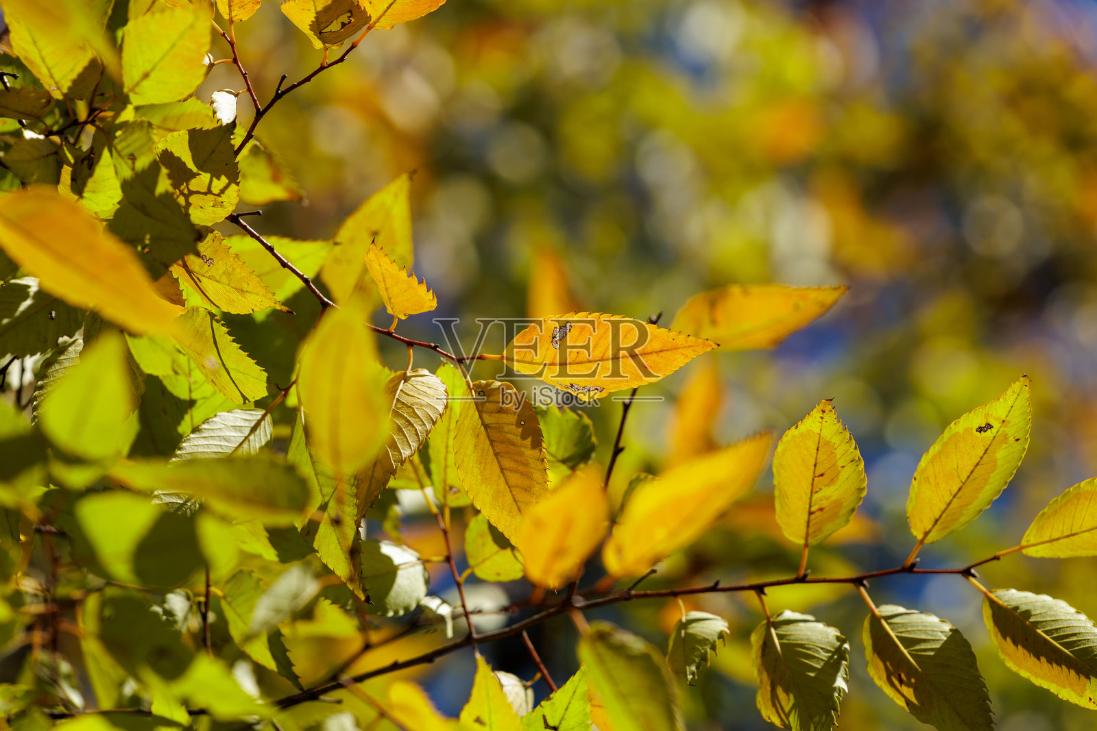 逆光下的秋季树叶照片摄影图片