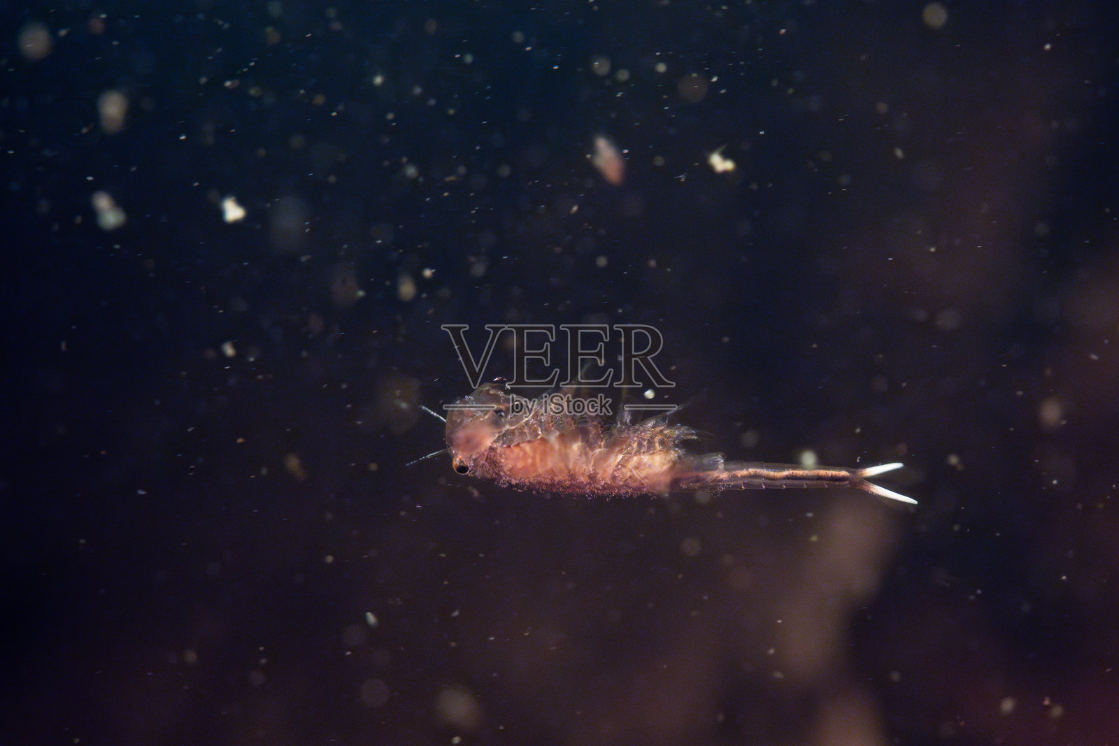 春季水池中游动的仙女虾照片摄影图片