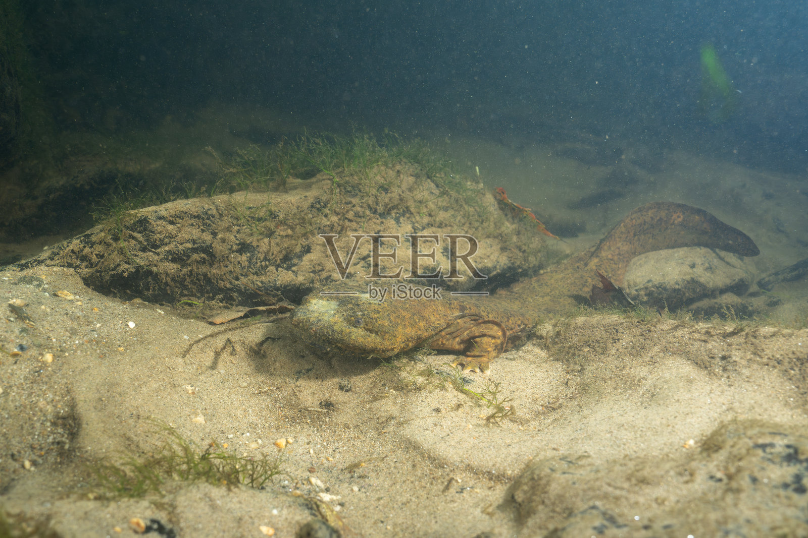 沙质河床上的东部地狱螈照片摄影图片