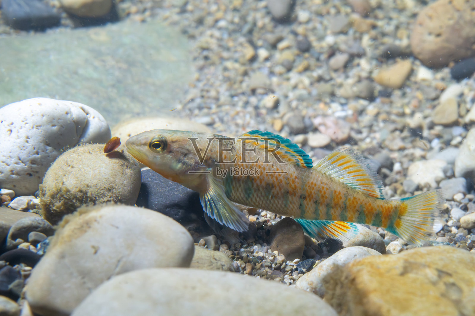 彩虹小鳞鱼在查看卵石照片摄影图片