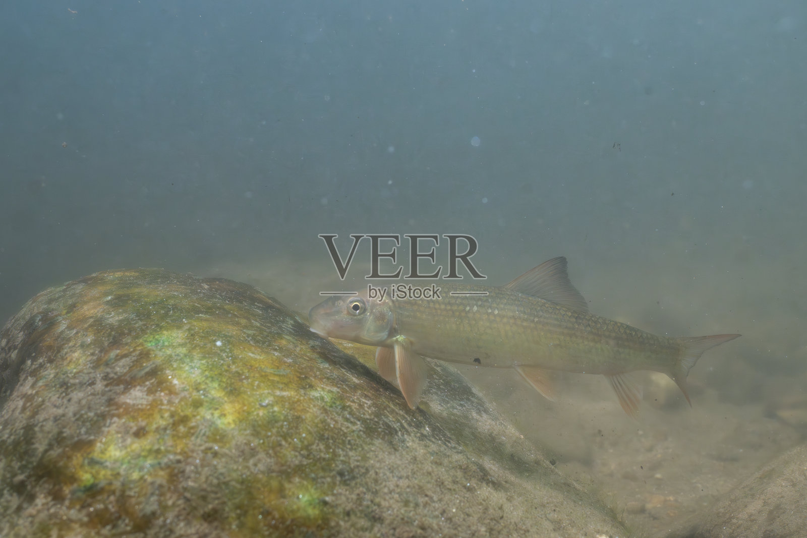 条纹跳岩鱼在岩石上吃藻类照片摄影图片