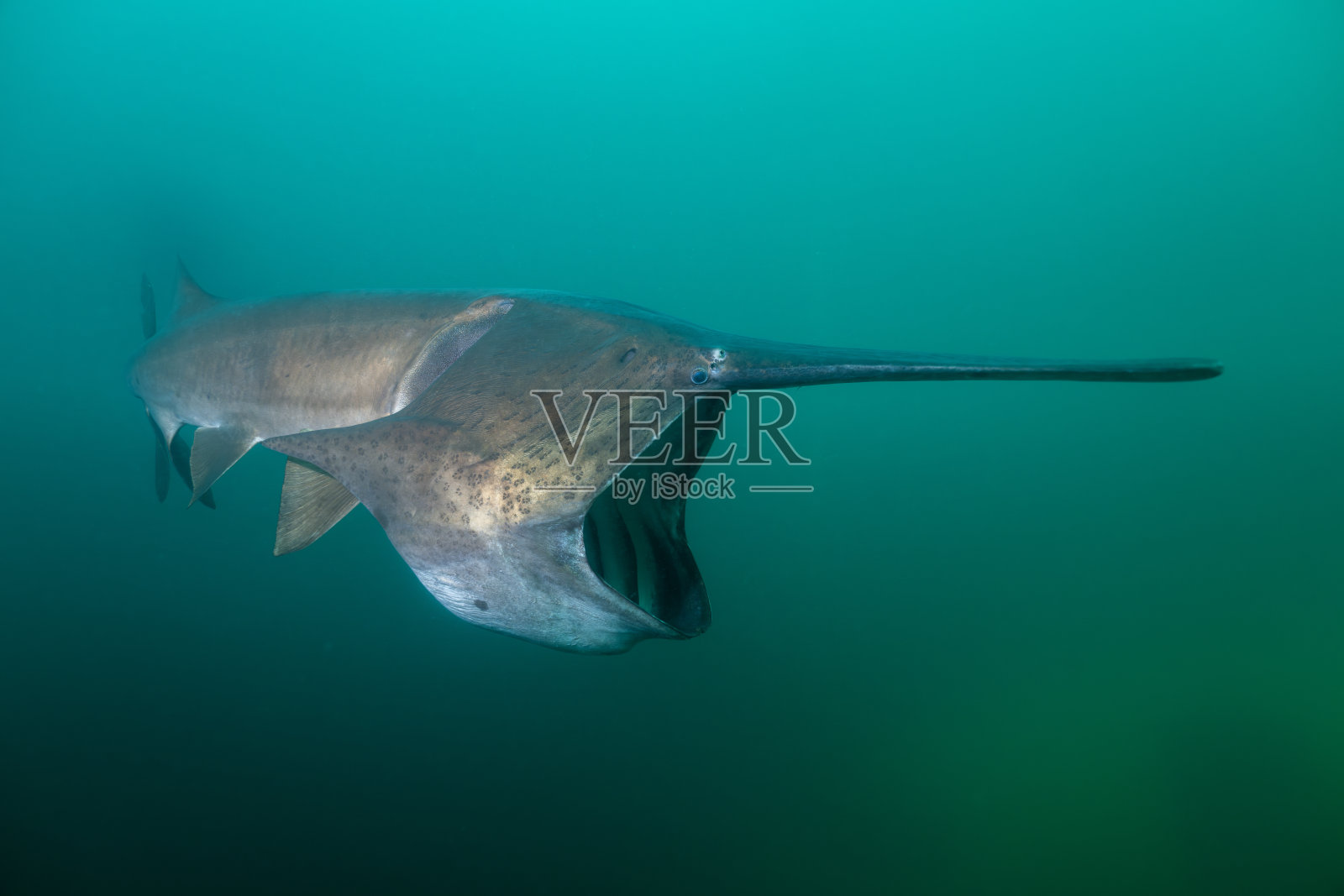 美国扁头鱼在湖中以浮游生物为食照片摄影图片