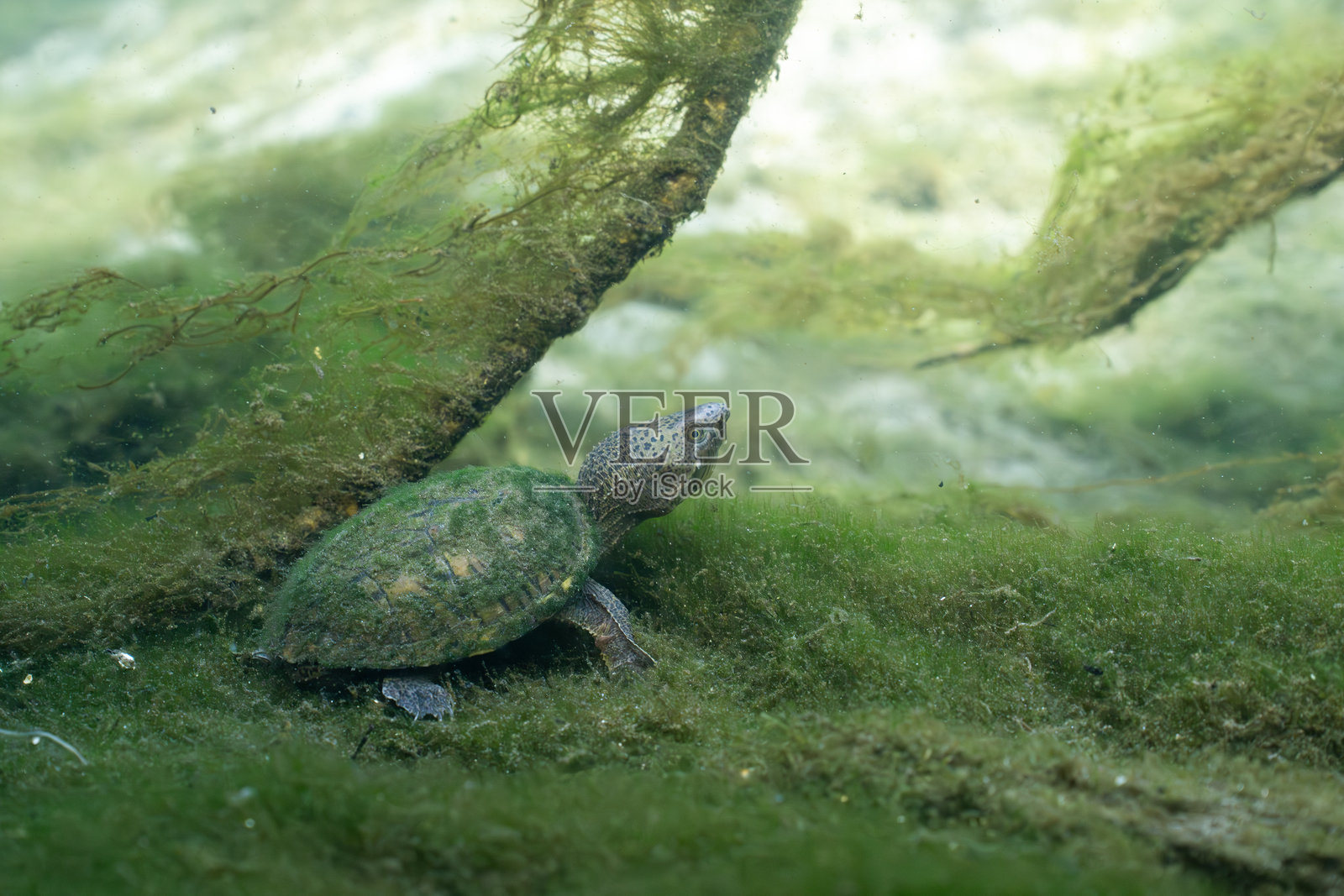 河床上的海龟被藻类包围照片摄影图片