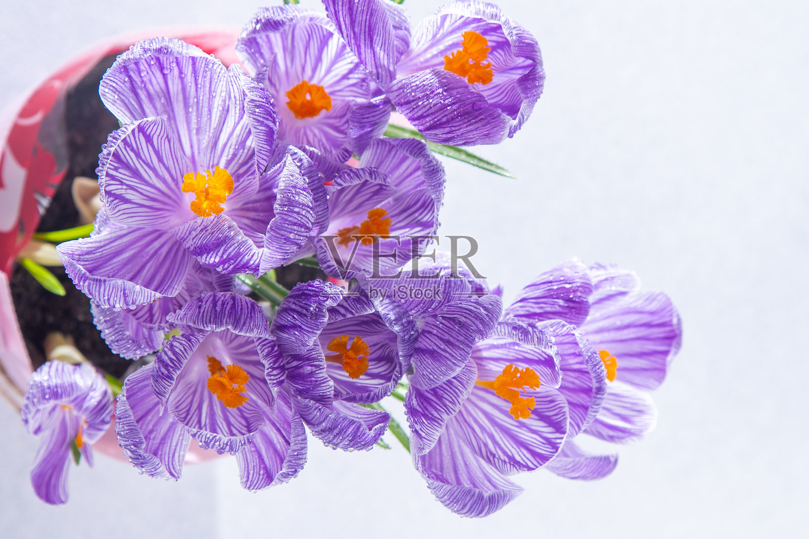 紫色的番红花花朵。照片摄影图片