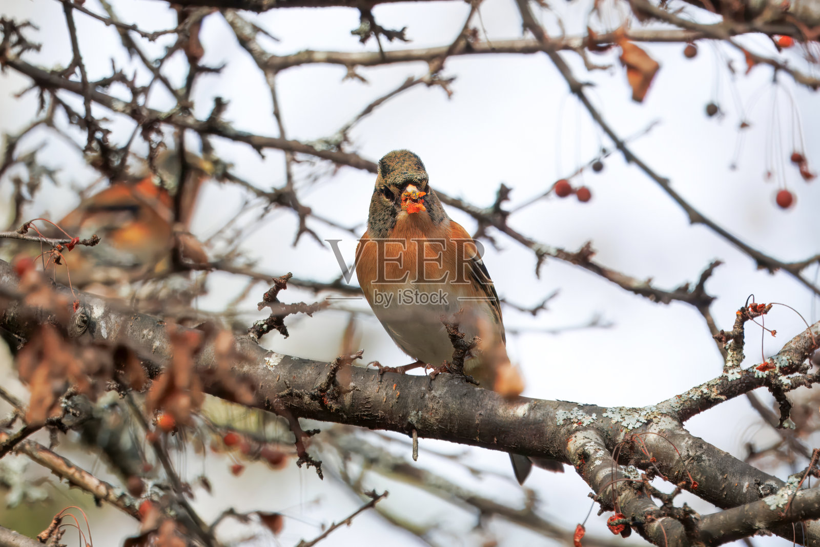 黑头鸫在吃托林戈海棠树的浆果。照片摄影图片