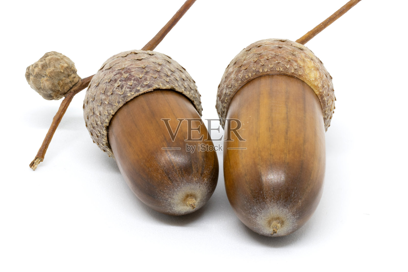 几颗橡果在白色背景上照片摄影图片