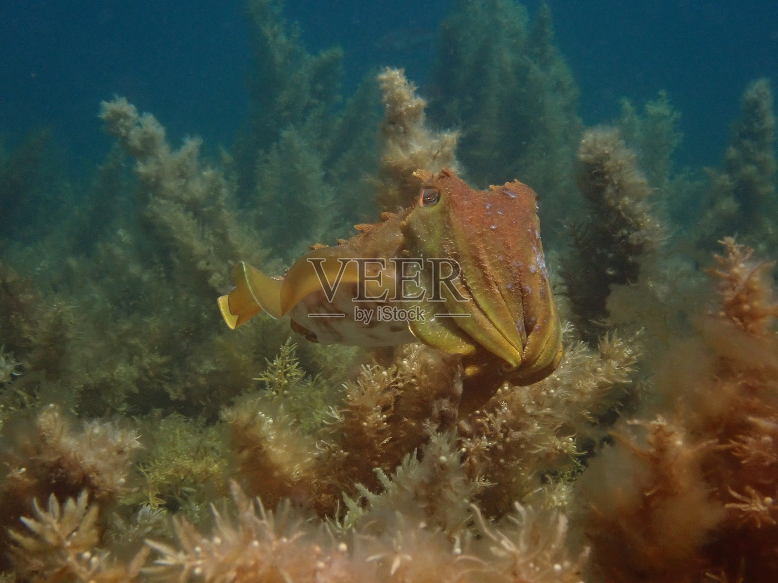 墨斗鱼在西澳大利亚罗特尼斯特岛的海藻上方漂浮照片摄影图片