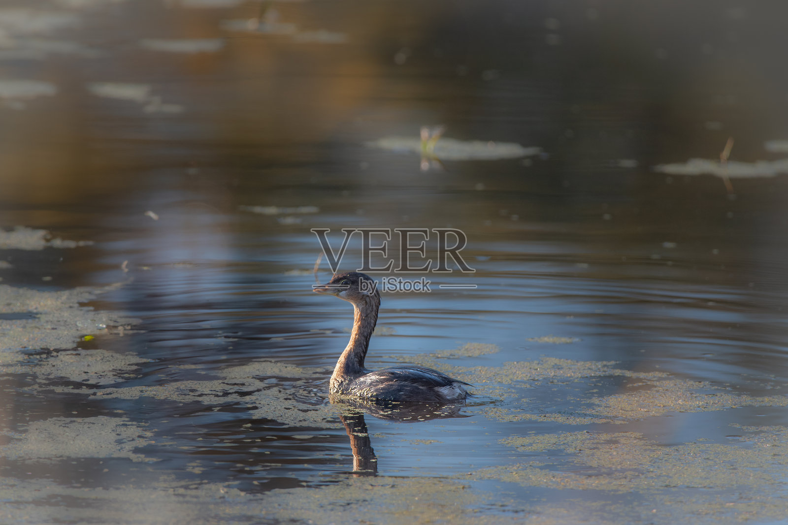 年轻的斑嘴潜鸭在浑浊的池塘中照片摄影图片