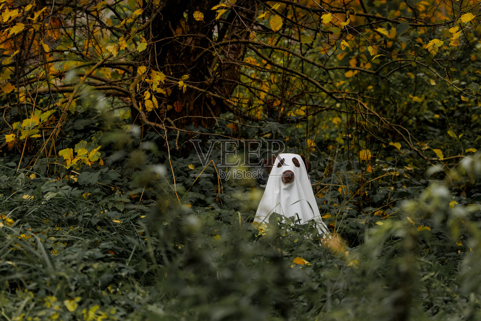 搞笑的拉布拉多犬穿着万圣节鬼魂服装，穿着白色斗篷的宠物正在躲藏。照片摄影图片