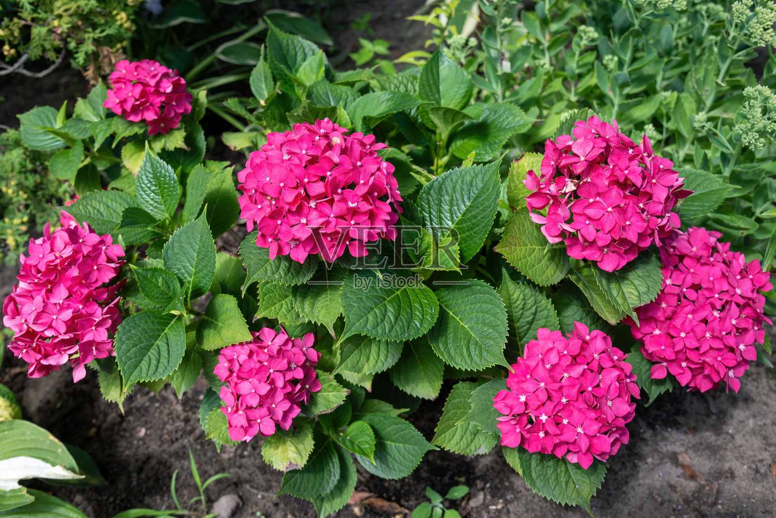 花园中的红色绣球花。照片摄影图片