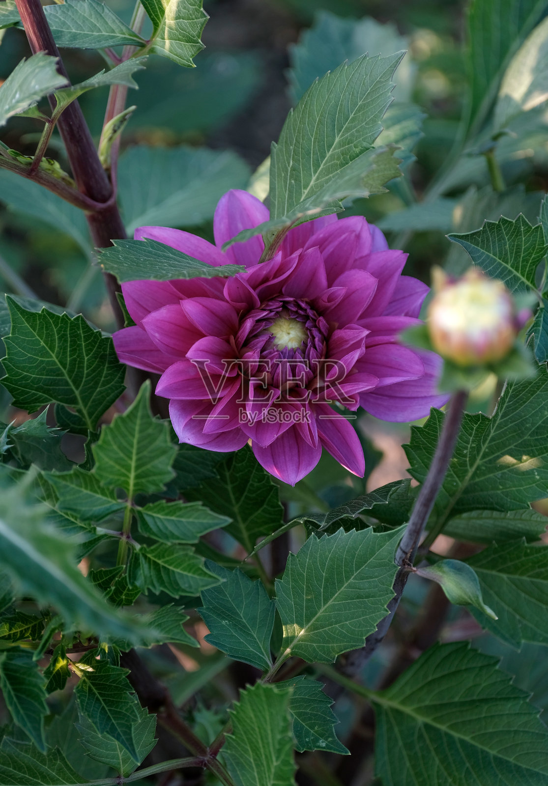 紫色大丽花的特写镜头照片摄影图片