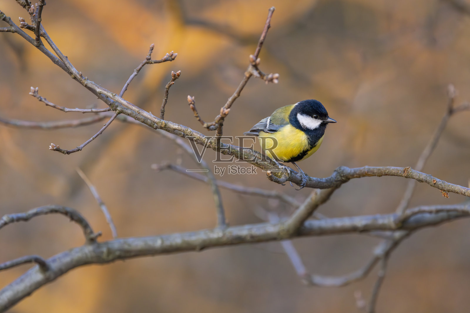 在捷克共和国南摩拉维亚的波迪耶国家公园附近的山雀照片摄影图片