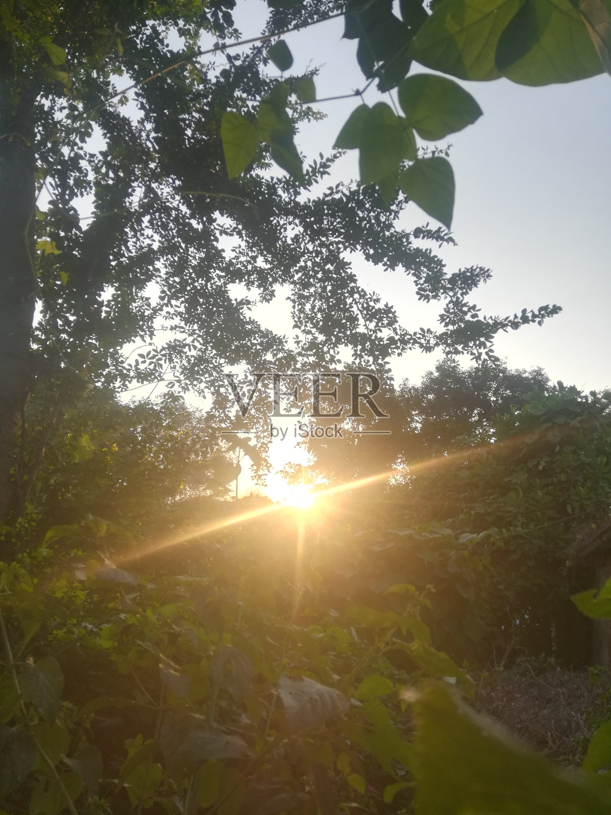 灌木丛后美丽的阳光景色照片摄影图片